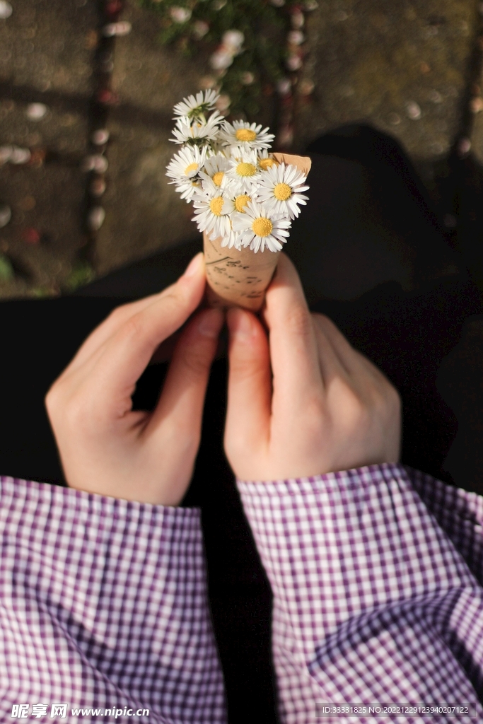 雏菊