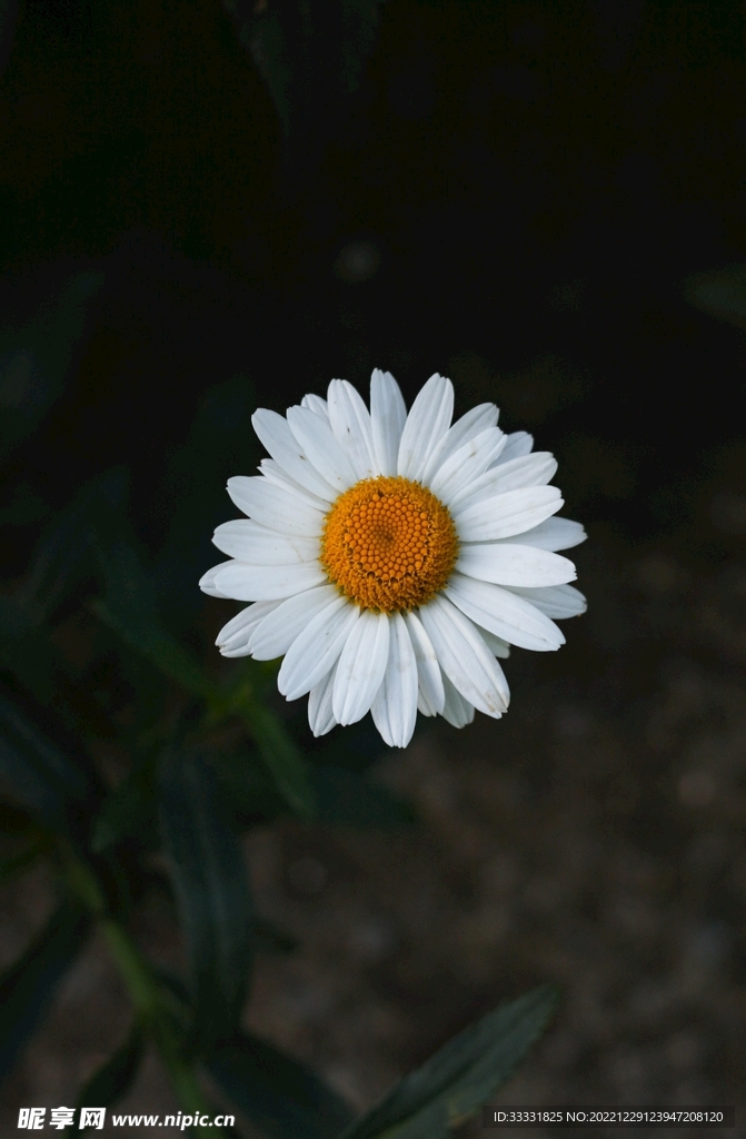 雏菊