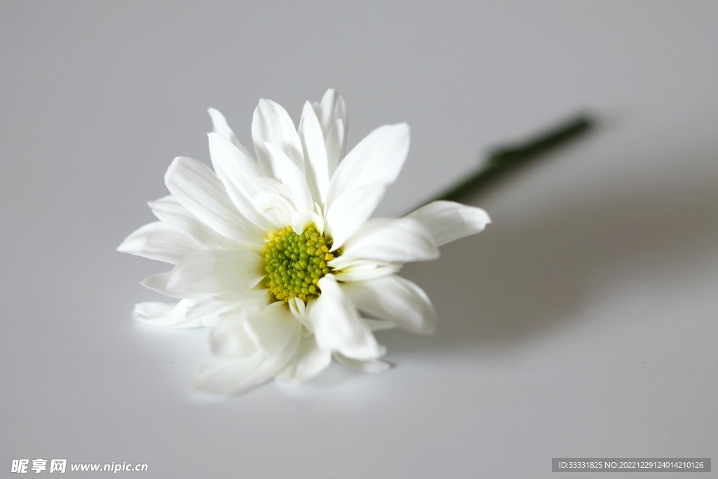 雏菊