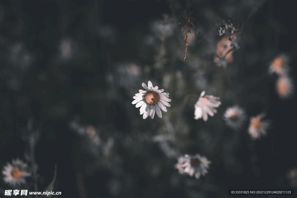 雏菊