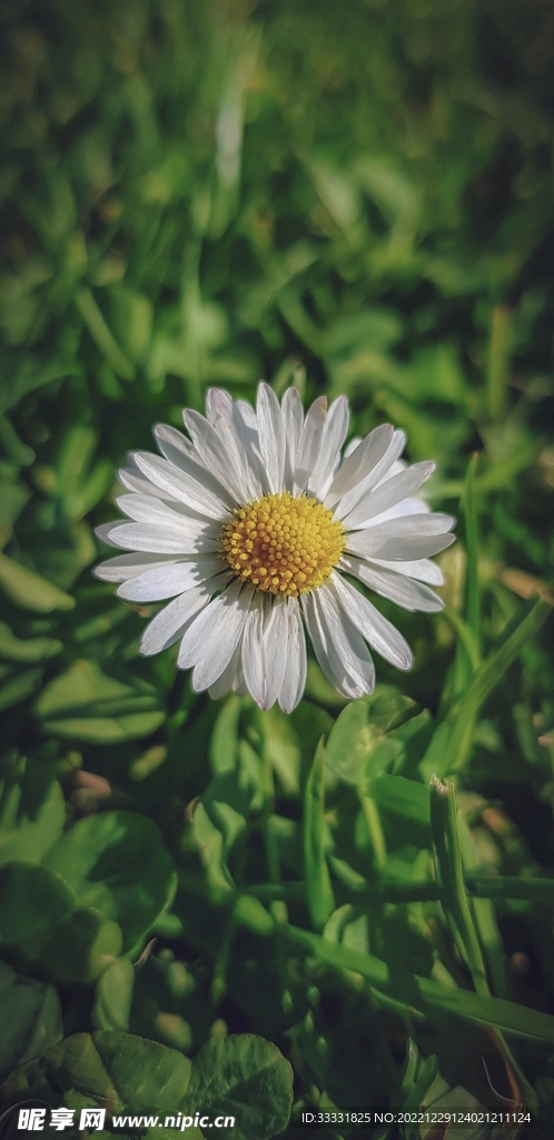 雏菊