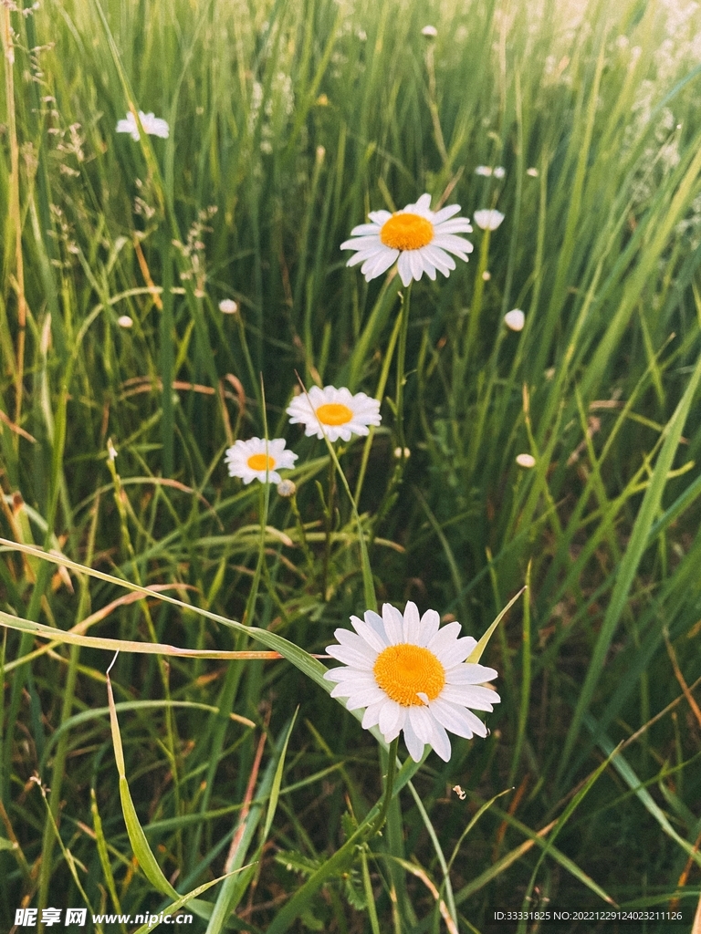 雏菊