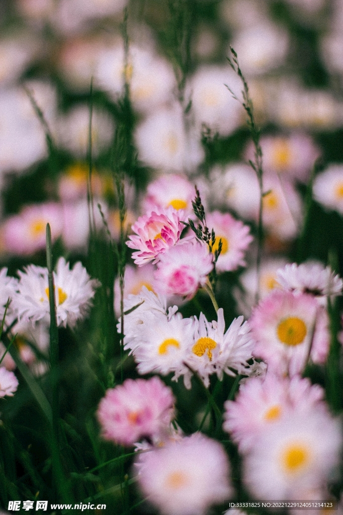 雏菊