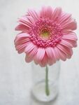 雏菊