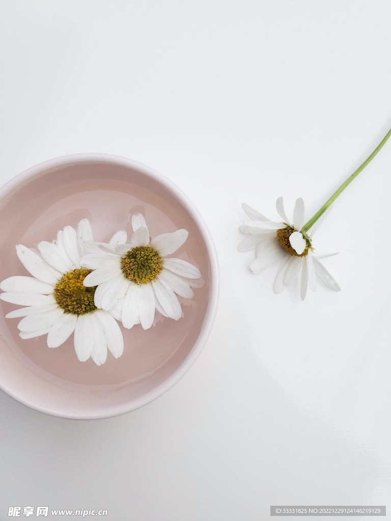 雏菊