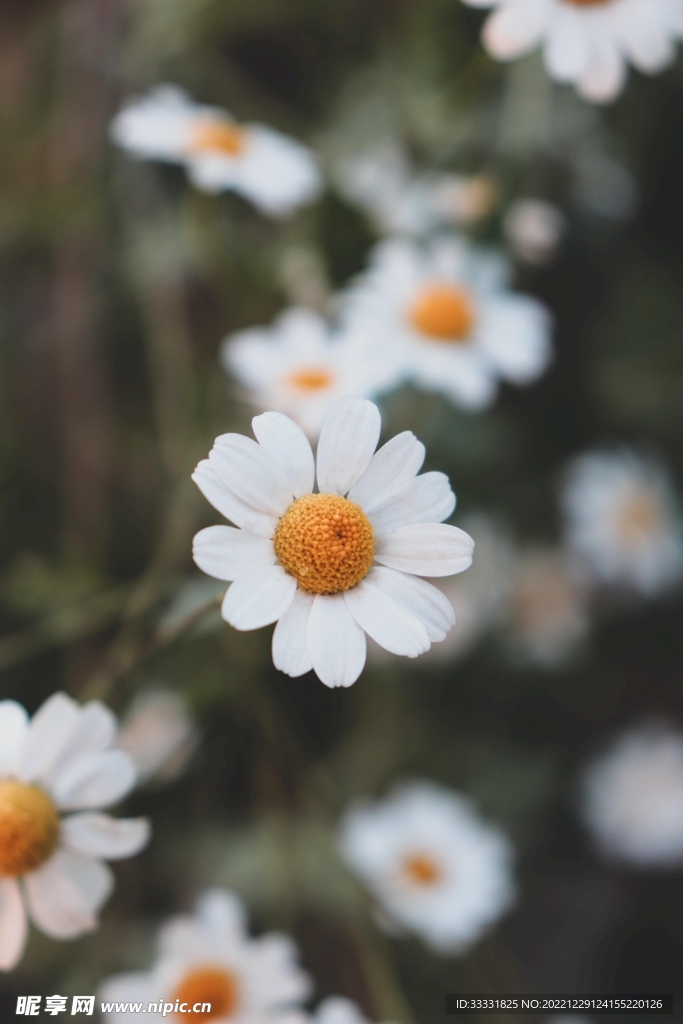 雏菊