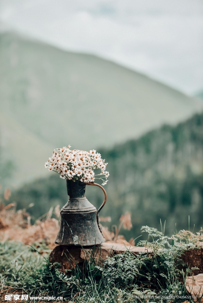 雏菊