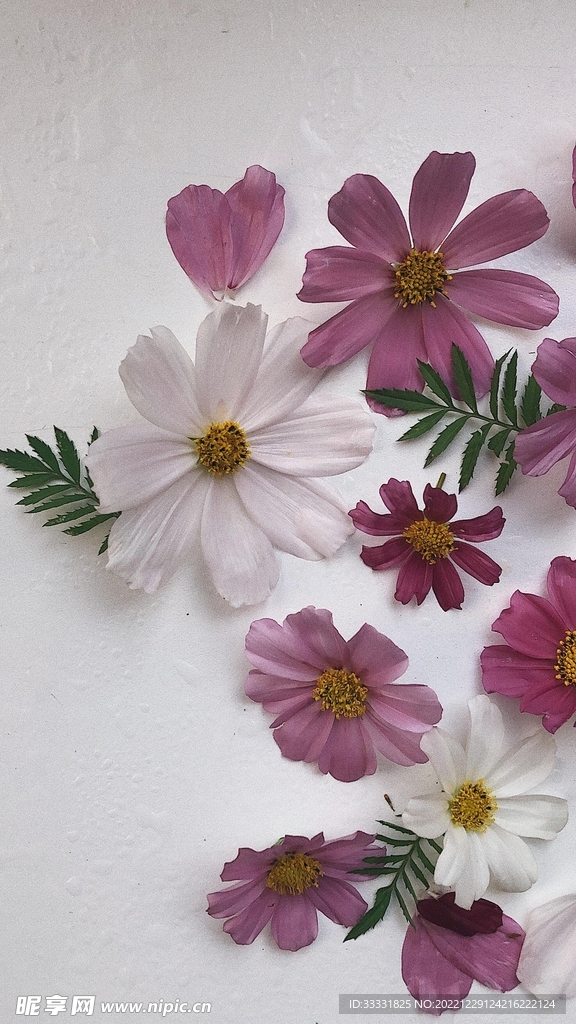 雏菊
