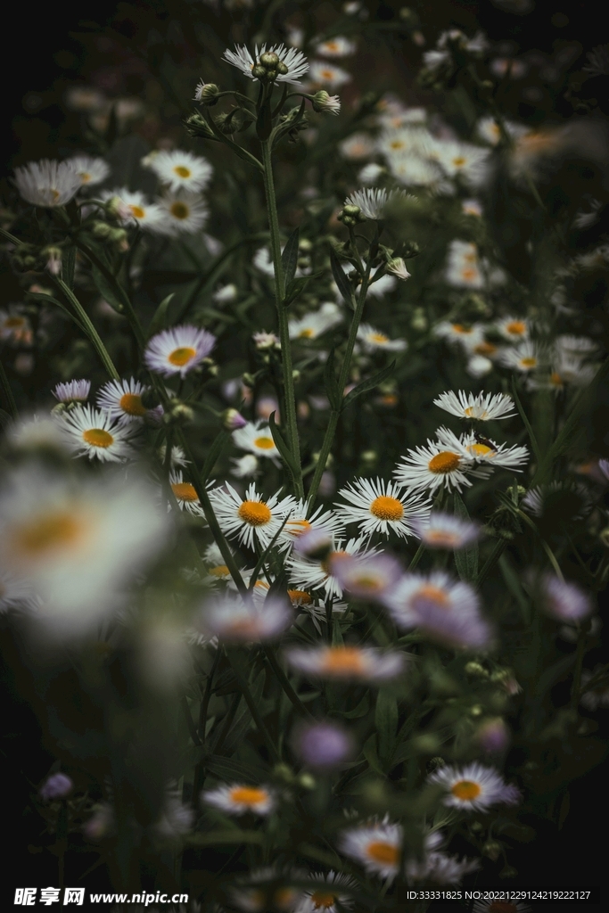 雏菊