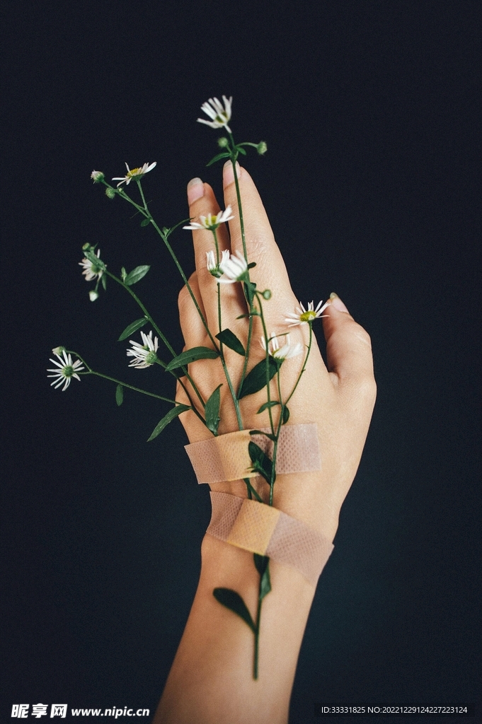 雏菊