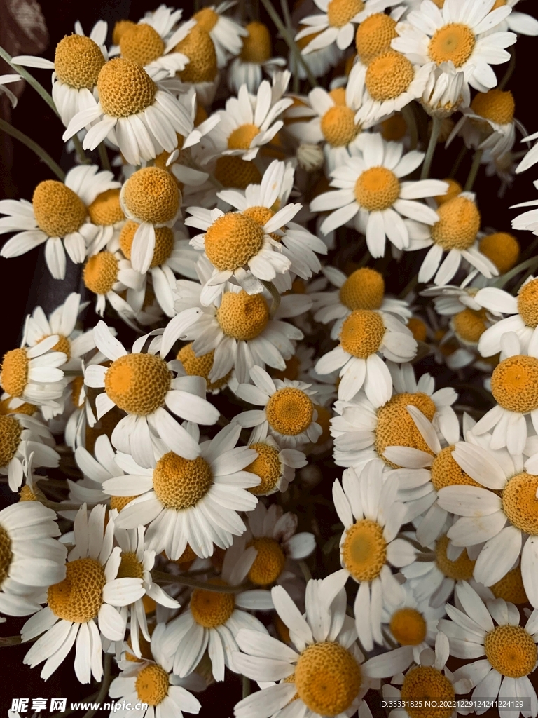 雏菊