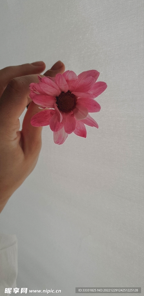 雏菊