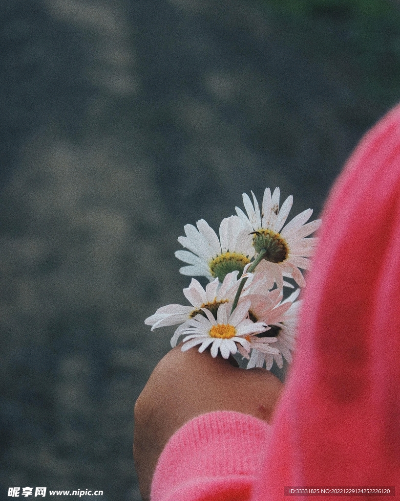 雏菊