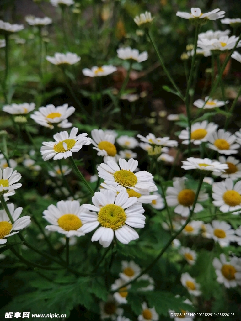 雏菊
