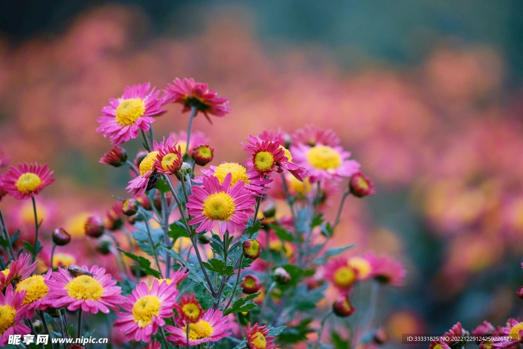 雏菊