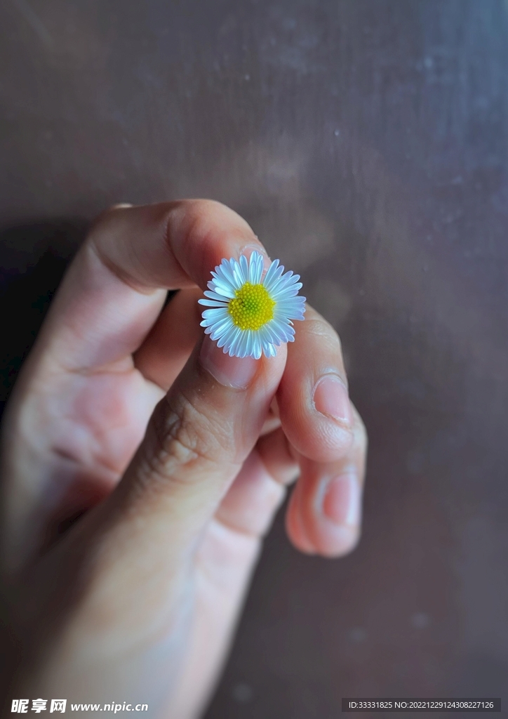雏菊