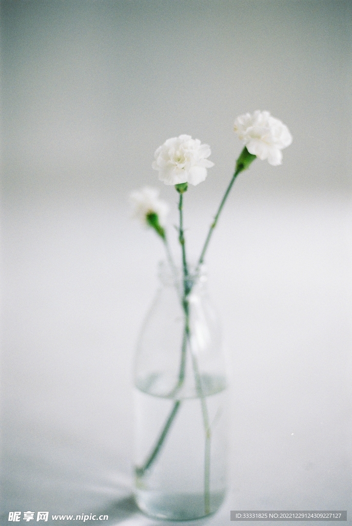 雏菊