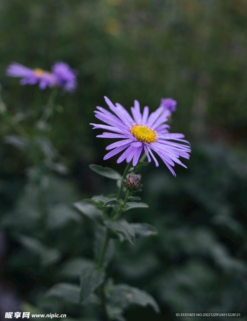 雏菊
