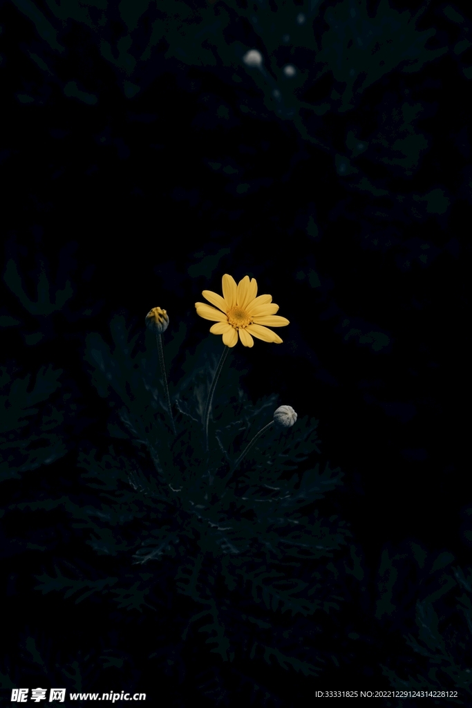 雏菊