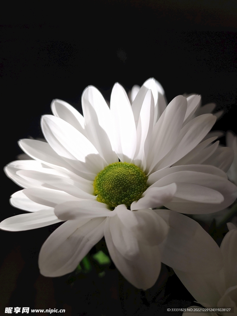 雏菊