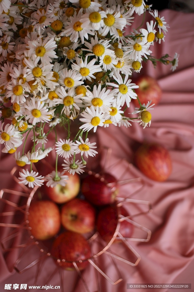 雏菊