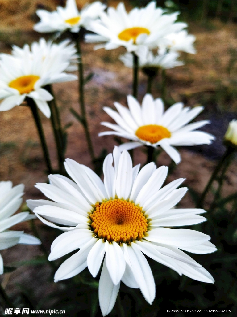 雏菊