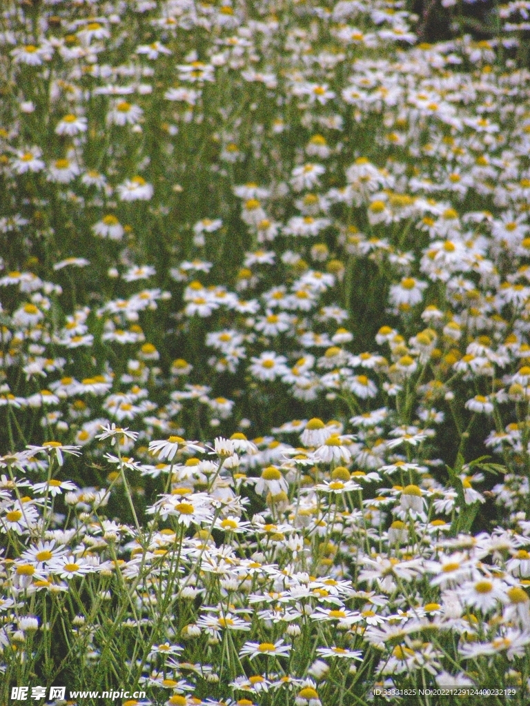 雏菊