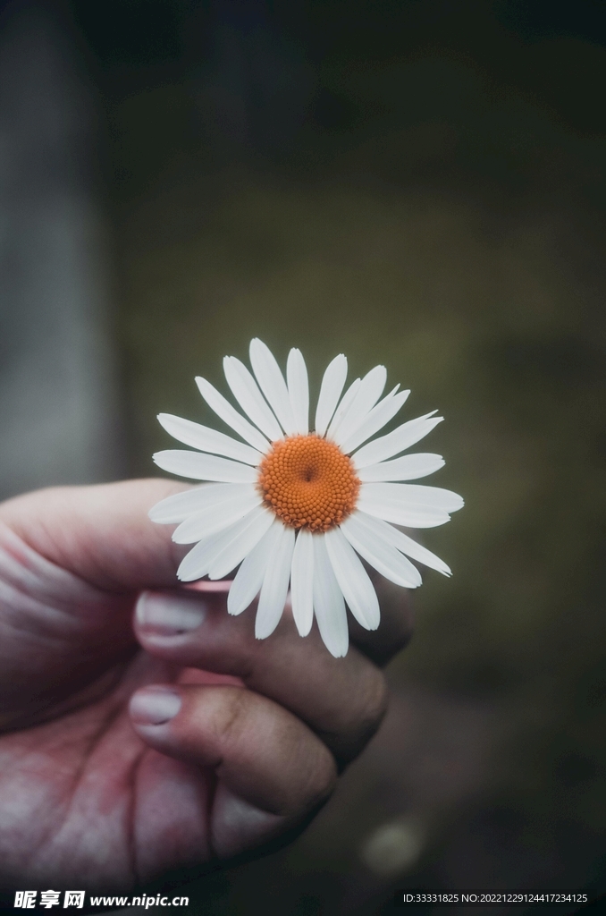 雏菊
