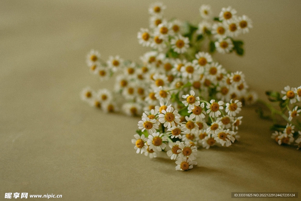 雏菊