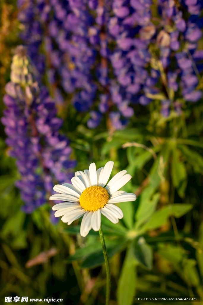 雏菊