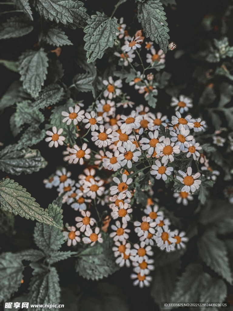 雏菊