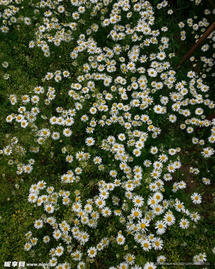 雏菊
