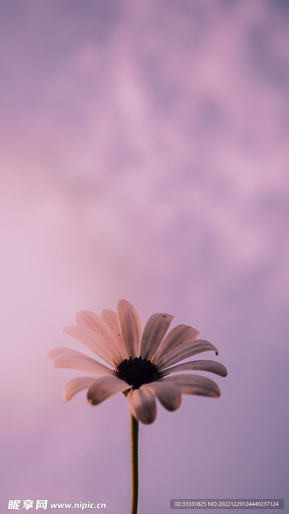 雏菊