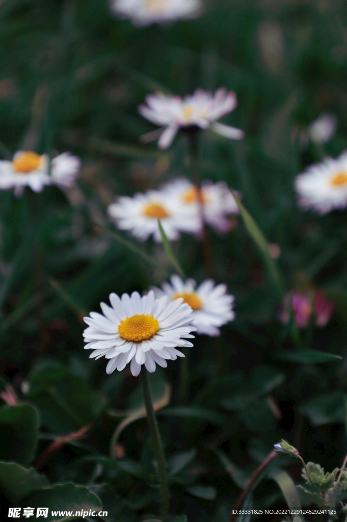 雏菊