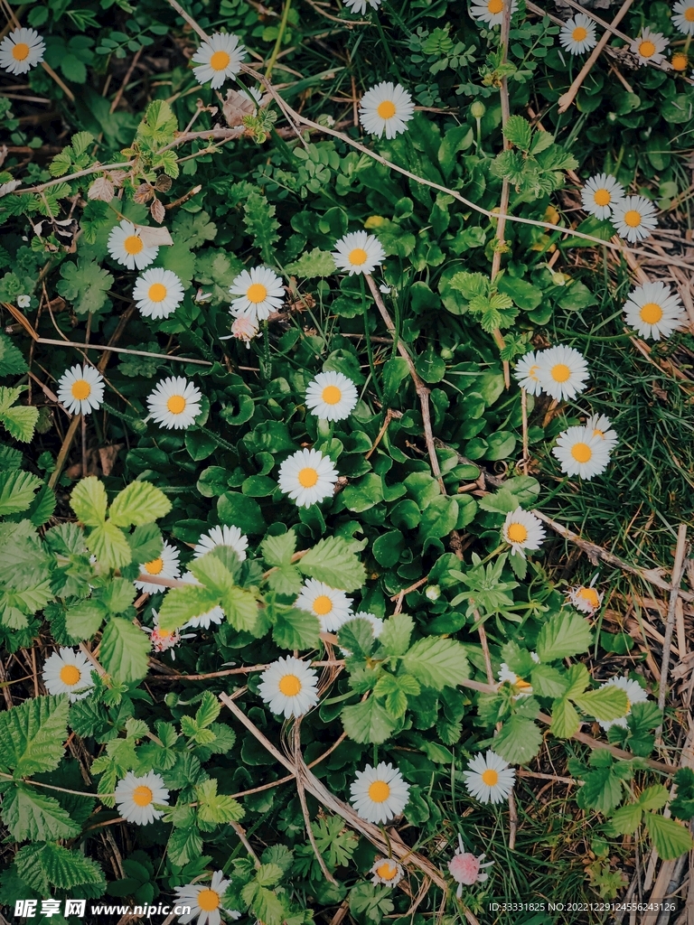 雏菊