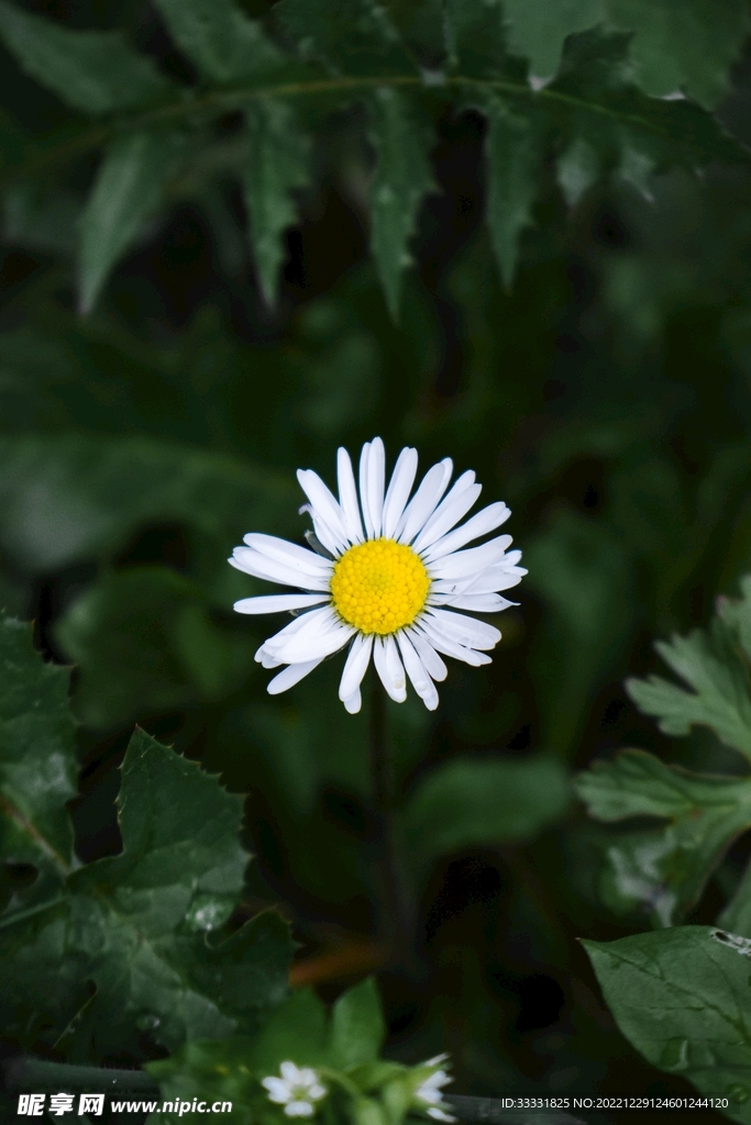 雏菊