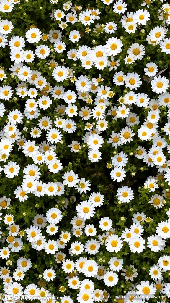 雏菊