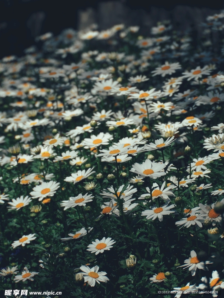 雏菊