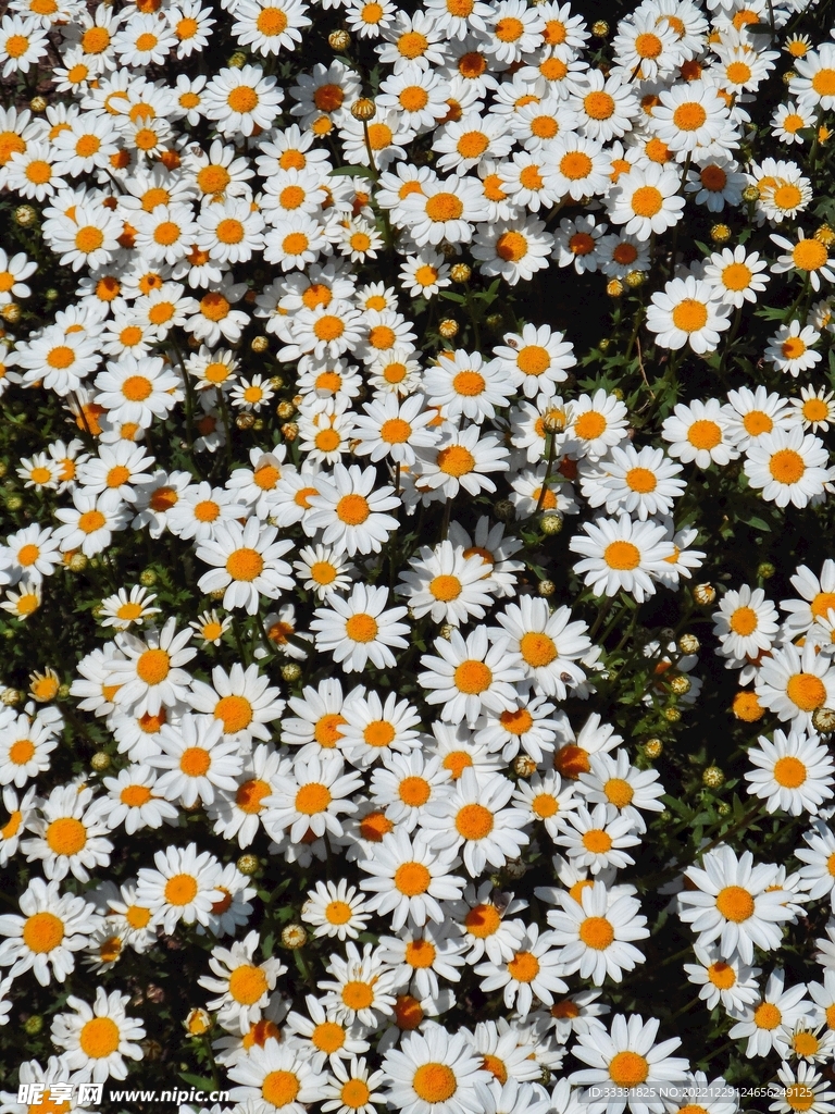 雏菊