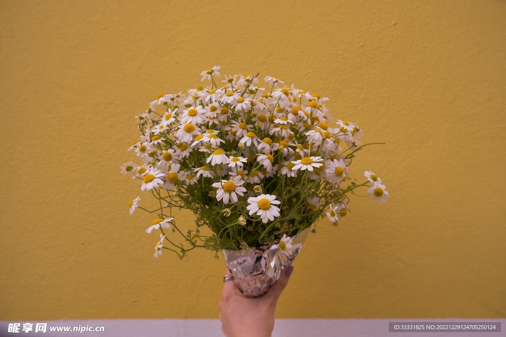 雏菊