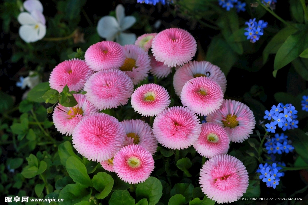 雏菊