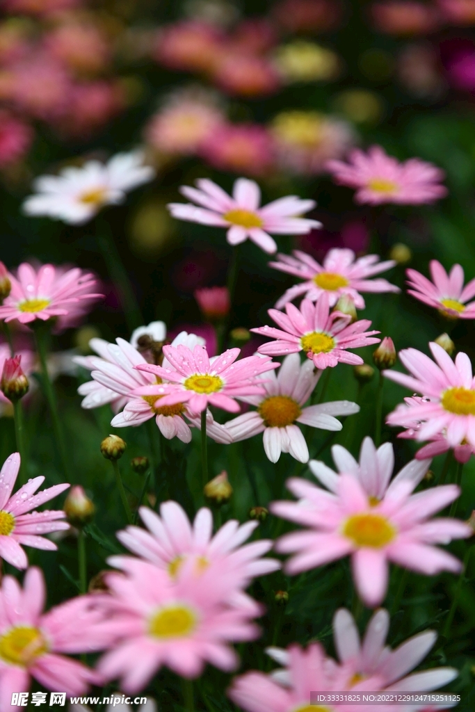 雏菊
