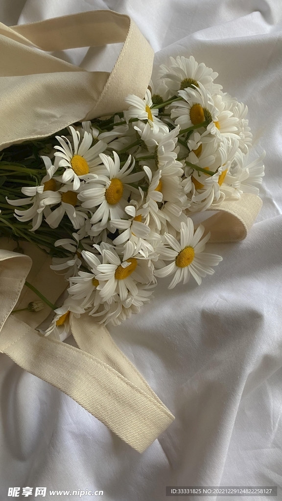 雏菊