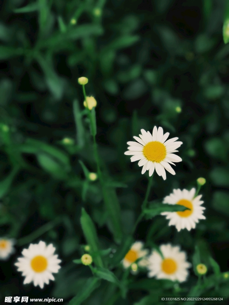 雏菊