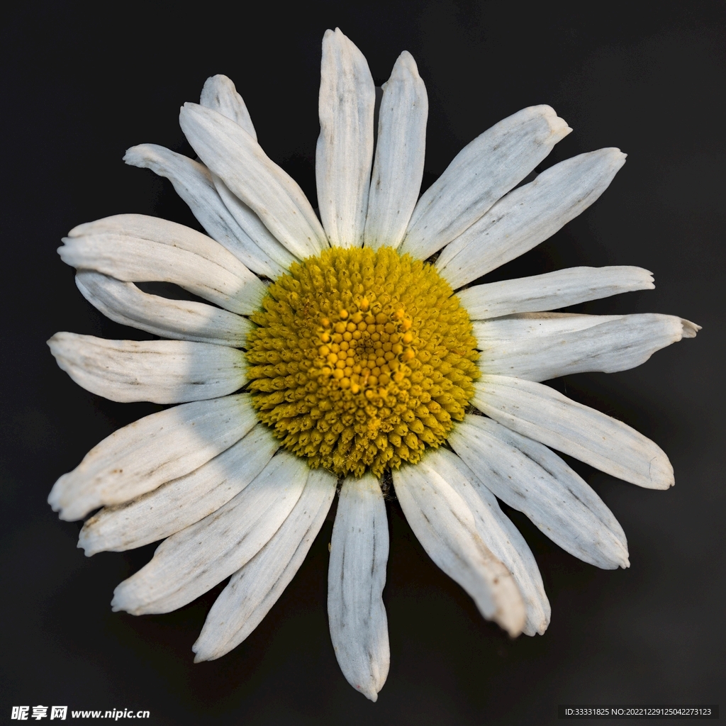 雏菊