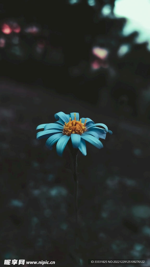 雏菊