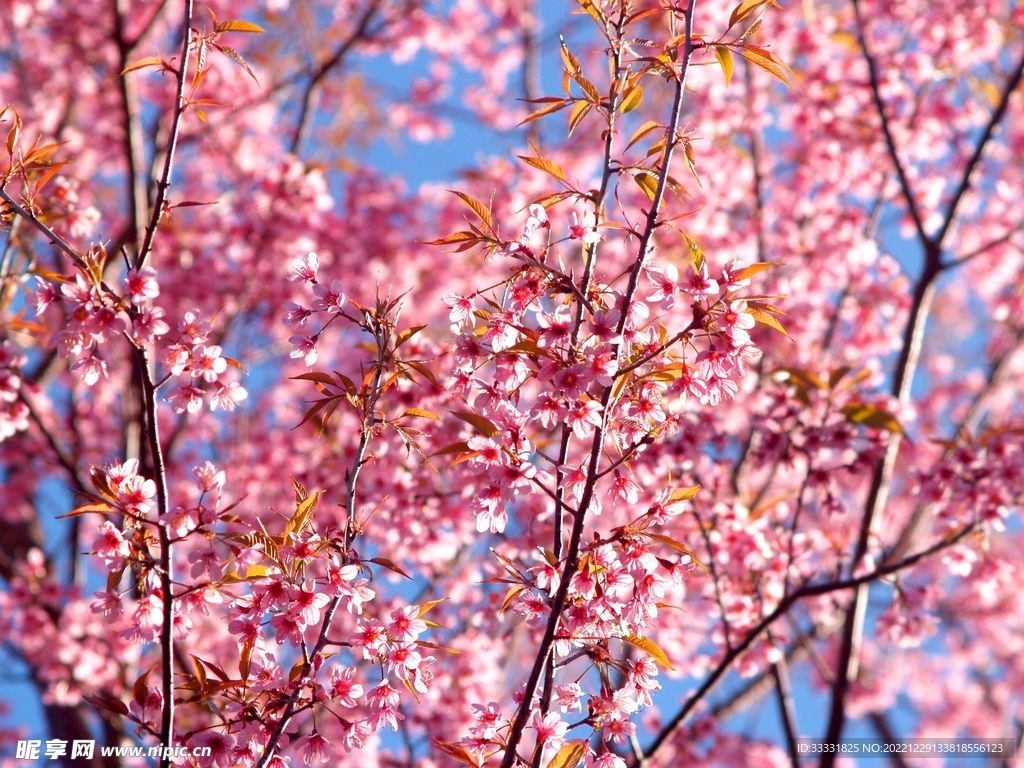 樱花