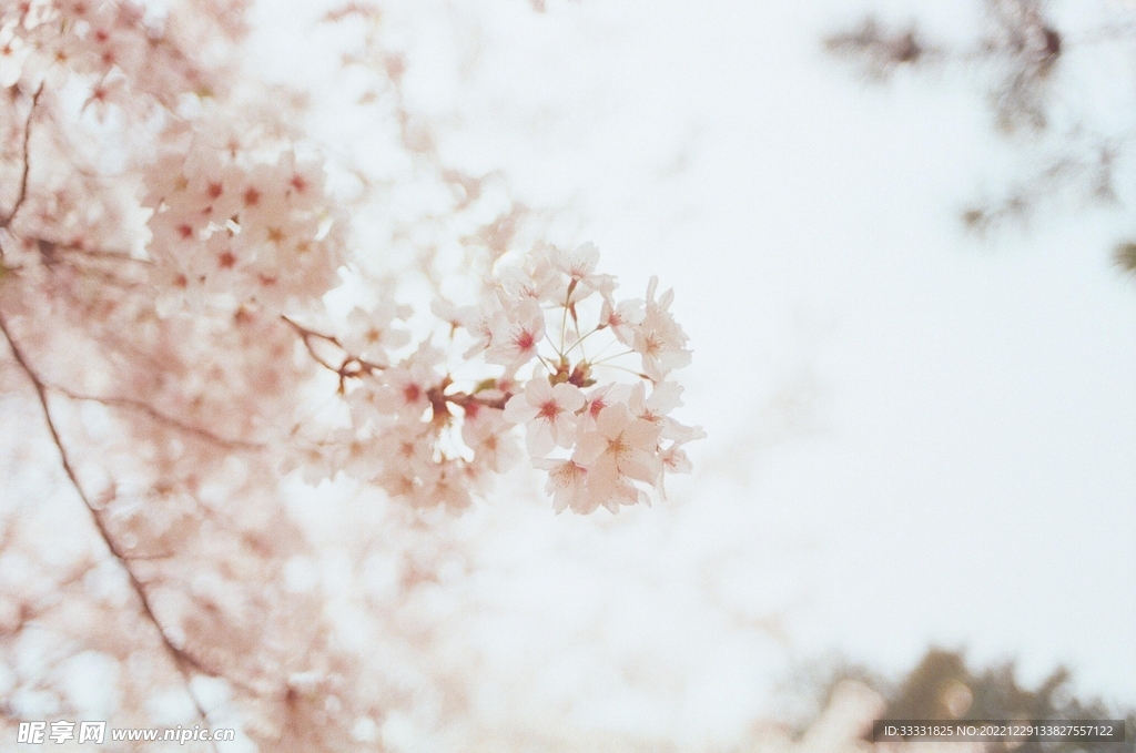 樱花