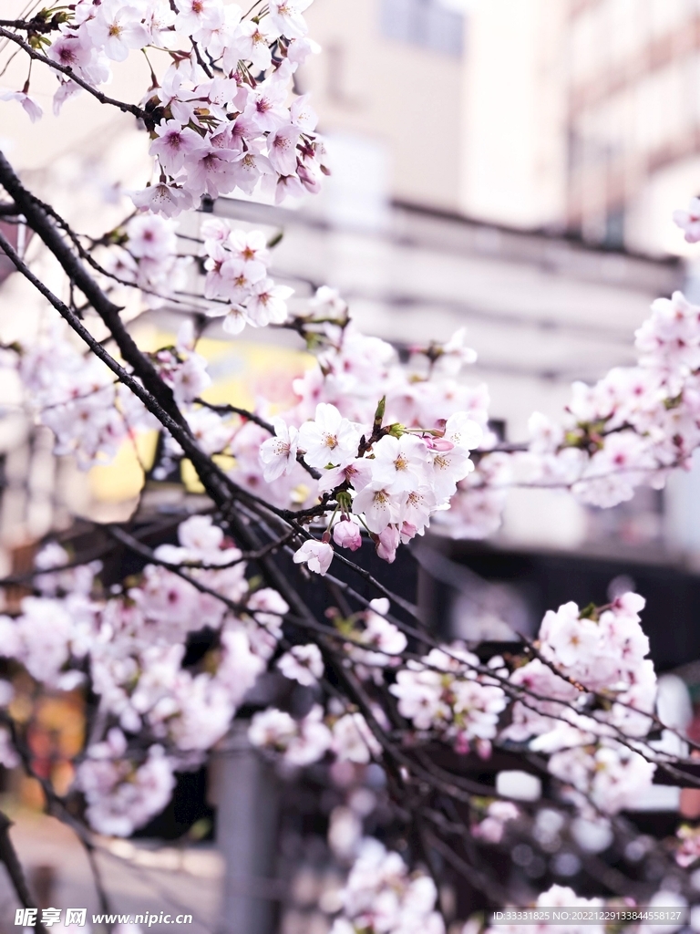 樱花