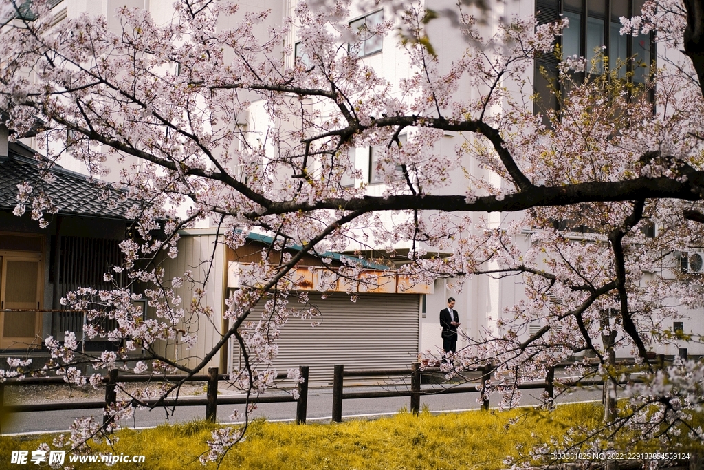 樱花